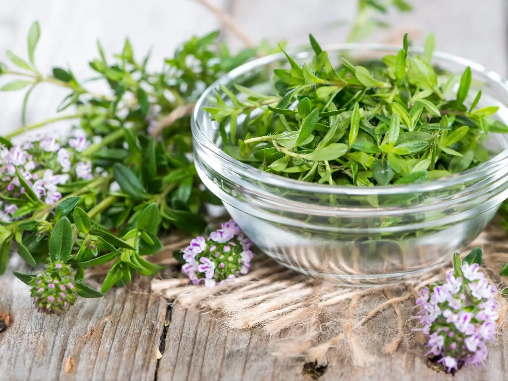 Predám koreniny a aromatické rastliny – domáce, sušené aj čerstvé