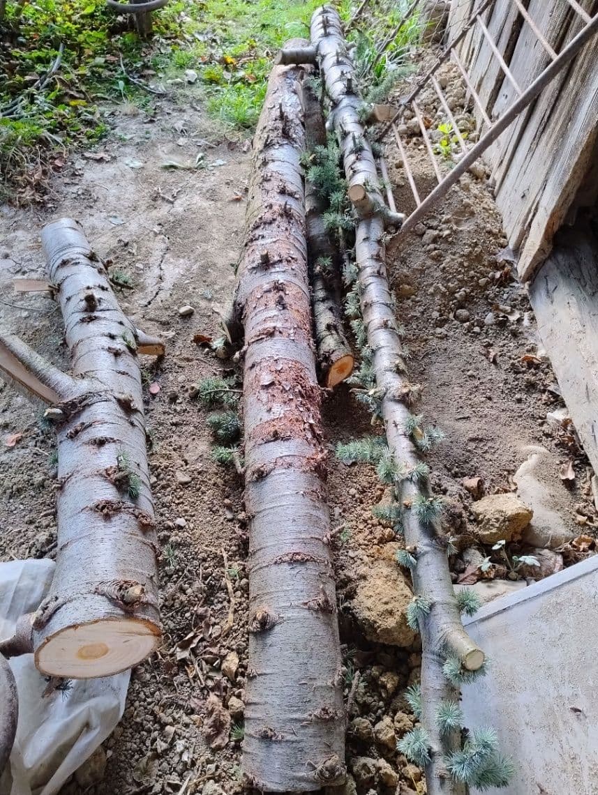 Céder atlaský - kmeň (čerstvo zrezaný)