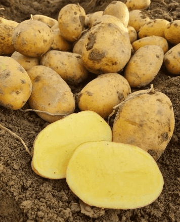 Zemiaky na zimne uskaldnenie