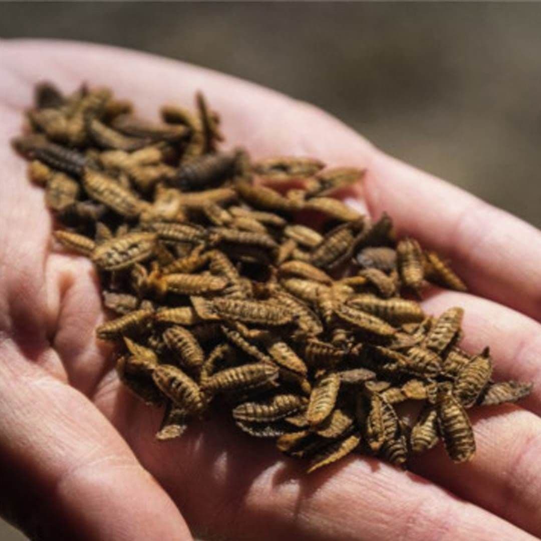 Sušené larvy bránivky - výživový doplnok