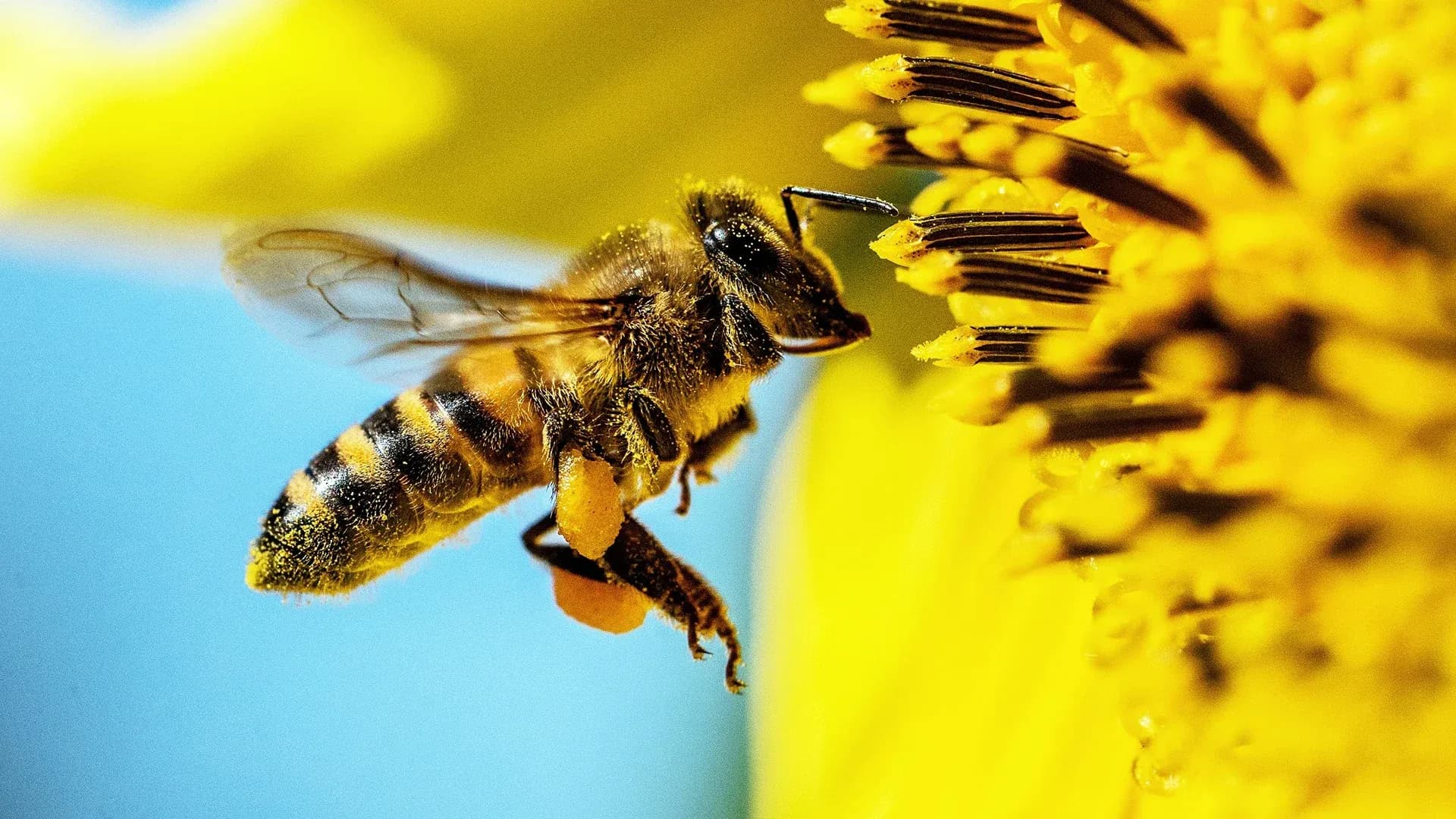 Predám včely – oddielky, roje, včelie rodiny aj včelárske príslušenstvo
