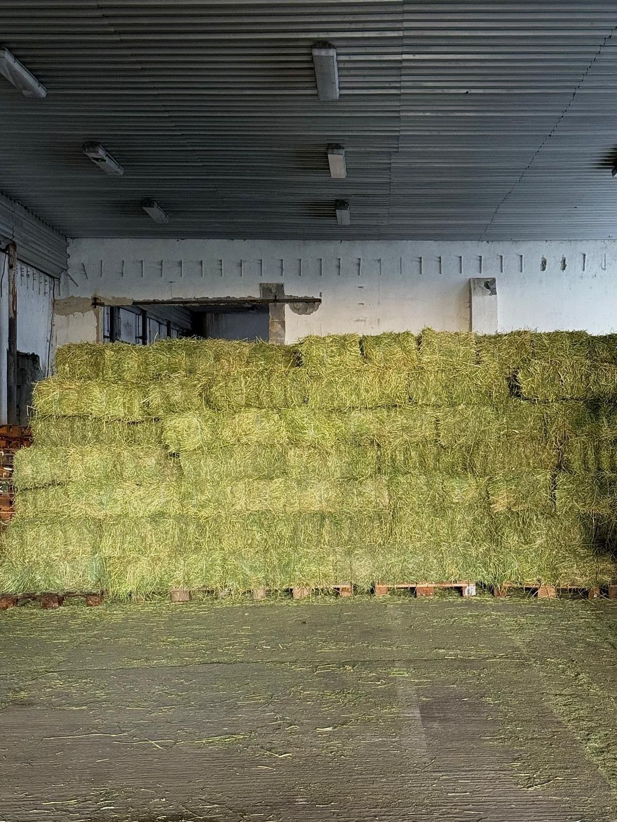 Balikovana ďatelina, Lucerna