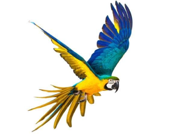 Predám vtáctvo – okrasné, spevavé aj hospodárske druhy z domáceho chovu