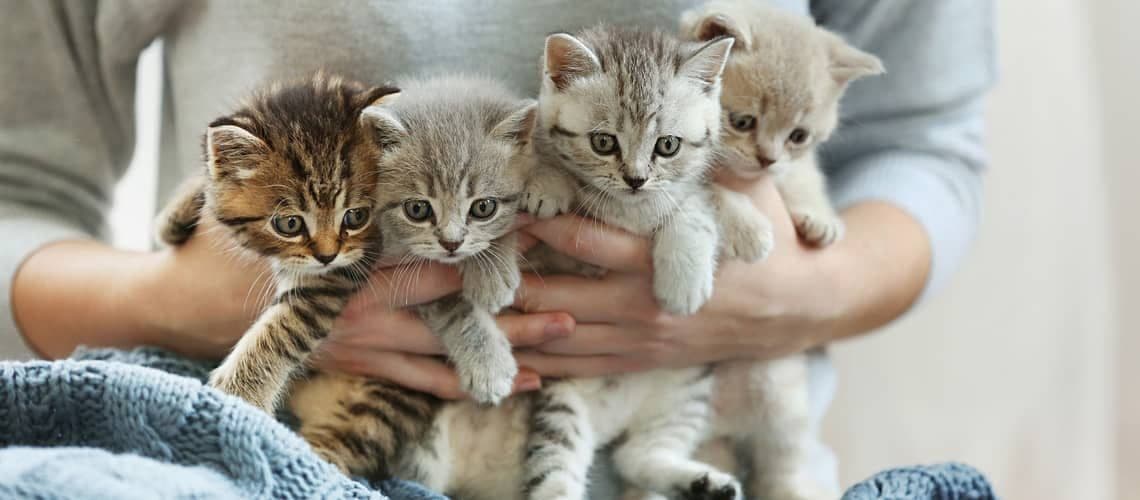 Predám mačky / mačiatka – zdravé, hravé a zvyknuté na ľudí