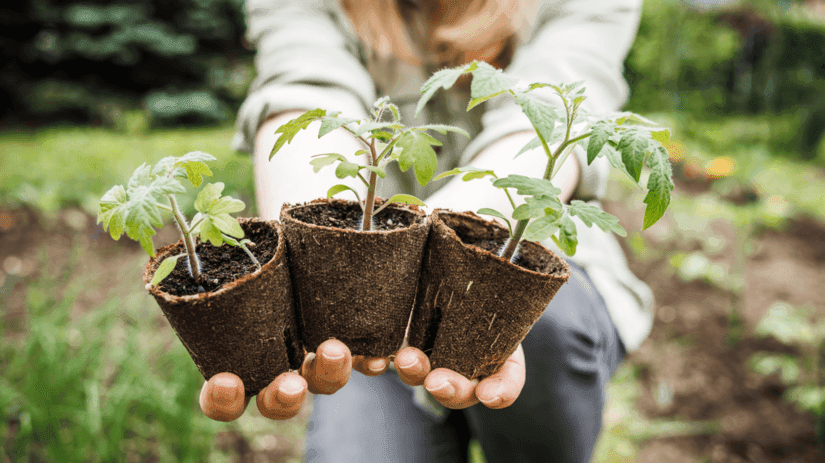 Predám čerstvú zeleninu a priesady – z domáceho pestovania bez chémie